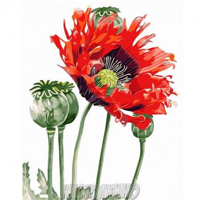Картина по номерам "Макова квітка", 40х50 см