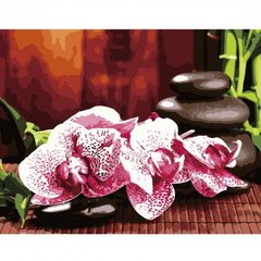 Картина за номерами "Яскраві орхідеї", 40х50 см